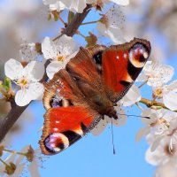и снова бабочки 159 ( в цветении садов) :: Александр Прокудин