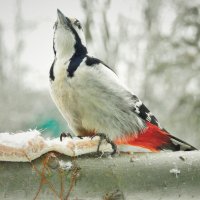 БОЛЬШОЙ ПЁСТРЫЙ ДЯТЕЛ :: НАТАЛЬЯ И ВЛАДИМИР КОЗЫРЕВЫ 