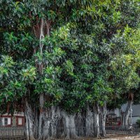 Ficus Macrophylia :: Arturs Ancans