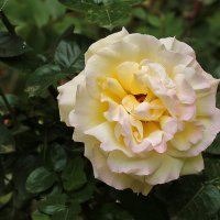 Время цветения роз :: Светлана 