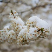 Весенний снег :: M Marikfoto