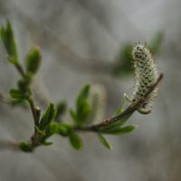 Первые листики :: Наталья Жукова