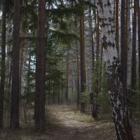 Весенний лес :: Анна Суханова