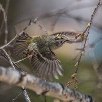 Крошка - королёк :: Андрей Вигерчук