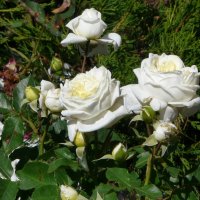 Куст белых роз. :: Наталья Цыганова 