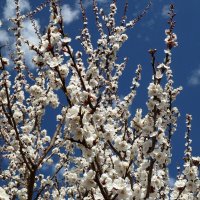 Ликование жизни и весны - цветет абрикос! :: Лидия Бараблина