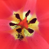 Красный тюльпан :: Александр Чеботарь