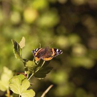 Летняя бабочка :: Aнна Зарубина
