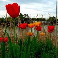Зацвели тюльпанами берега реки... :: Лидия Бараблина