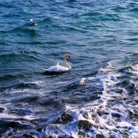 Одинокий белый лебедь :: Ольга (crim41evp)