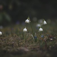 Возвращение блудного колокольчика :: Денис Косенюк