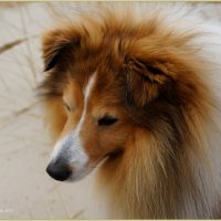 My Sheltie Friday :: Tatiana Golubinskaia