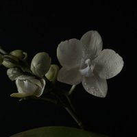 орхидея :: Ирина Секачева