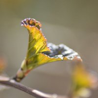 Апрельским утром... :: Михаил Болдырев 