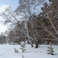 Белая берёза,в снегах Центрального  Казахстана... :: Андрей Хлопонин
