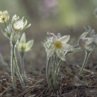 Весенние танцы :: Ирина Коледова