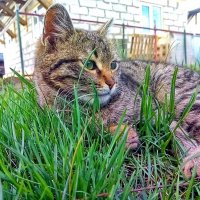 Котик на траве :: Света Кондрашова