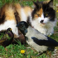 Ни то кошка сыта, ни то птицы наглеют... :: Ирина Олехнович
