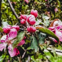 "Яблони в цвету - весны творенье, Яблони в цвету - весны круженье..." :: Сергей Козырев