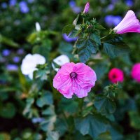 Spring flowers :: Sergey Sergaj