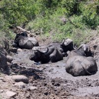 Cape/African Buffalo :: John Anthony Forbes