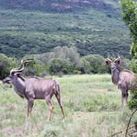 Kudu males :: John Anthony Forbes