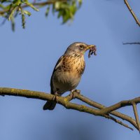 Дрозд Рябинник. :: Валерий Шурмиль