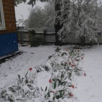Тюльпаны мёрзнут в снегу :: BoxerMak Mak