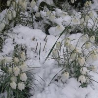 Рябчики мёрзнут в снегу :: BoxerMak Mak
