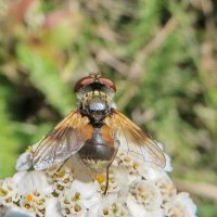 Фазия пёстрая (лат. Ectophasia crassipennis)    . Самка. :: vodonos241 