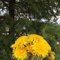 Ах, одуванчики, весенние цветы! :: Татьяна Гусева