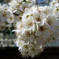 В весенних конопушках белые цветы!... :: Лидия Бараблина