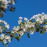 Релакс весна: цветение :: Сергей Михайлович