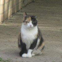 Уличная кошка трёхцветка. :: Зинаида 