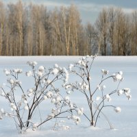 Напоминание о зиме :: Дмитрий Конев