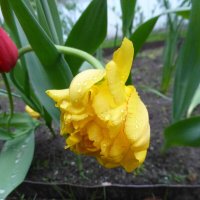 Тюльпаны под дождем... :: Наиля 