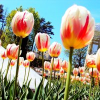 Тюльпаны мая ... :: Евгений БРИГ и невич