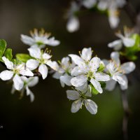 Весеннее цветение :: Александр Синдерёв