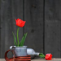 Красные тюльпаны :: Наталья Казанцева
