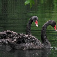 Черные лебеди :: Светлана Медведева 
