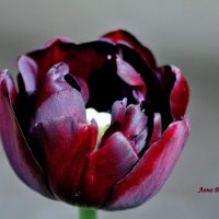 Чёрный тюльпан "Тёмная ночь!" :: Восковых Анна Васильевна 