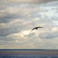 чайка над морем :: Елена Кордумова