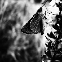 Бабочка :: Юлия Никитина
