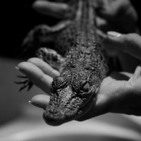 crocodile :: Sasha K