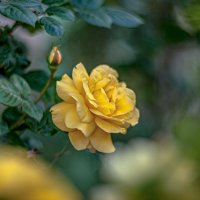 Yellow rose :: Олег Шендерюк