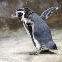 Пингвин :: аркадий 