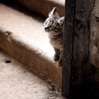 Котёнок Вася. :: Ильсияр Шакирова