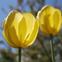 Желтые тюльпаны, вестники разлуки с весною яркой.. :: Андрей Заломленков