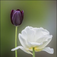 Такие разные тюльпаны :: Александр Тарноградский