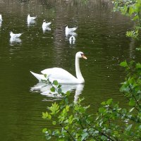 Чайки и лебедь на озере :: Маргарита Батырева